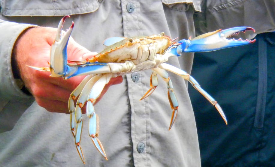Chesapeake Bay blue crab numbers send ‘red flags flying’ as population hits near-record low